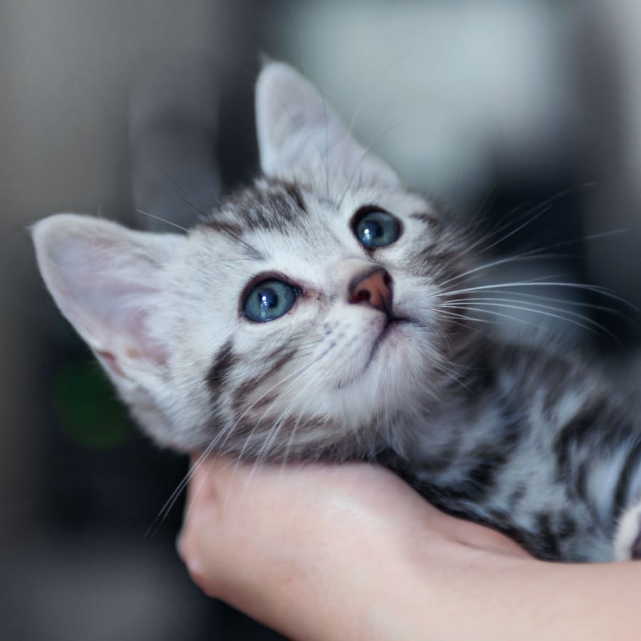 About Downtown Animal Care Center, Denver Veterinarian About Downtown Animal Care Center, Denver Veterinarian