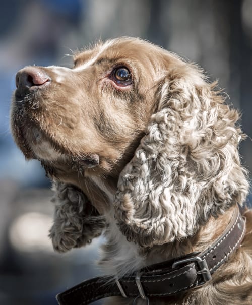 Spay & Neuter in Denver