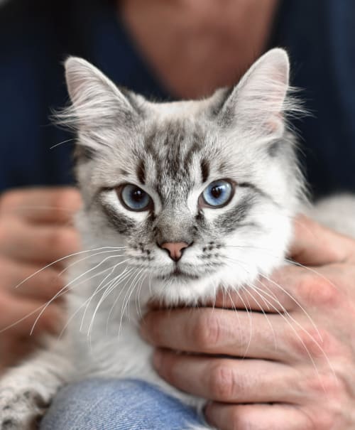 Welcome to Downtown Animal Care Center | Denver Veterinarians Welcome to Downtown Animal Care Center | Denver Veterinarians