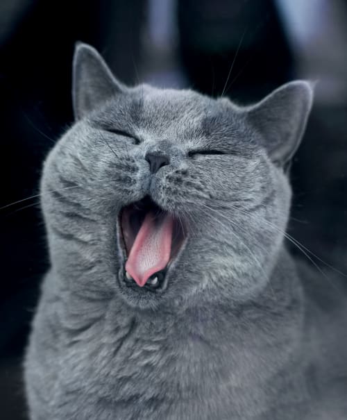 Vet Dentistry in Denver