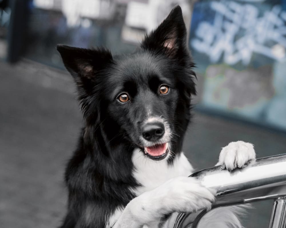 Welcome to Downtown Animal Care Center | Denver Veterinarians Welcome to Downtown Animal Care Center | Denver Veterinarians